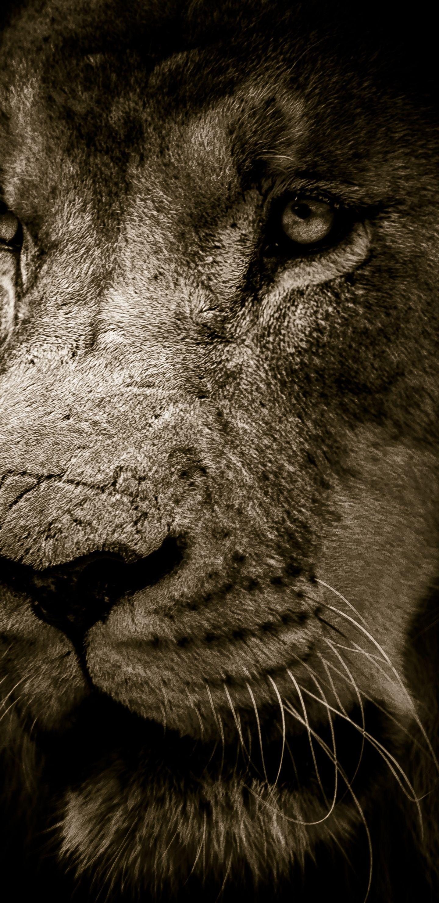 Lion iPhone X Wallpapers Top Free Lion iPhone X Backgrounds