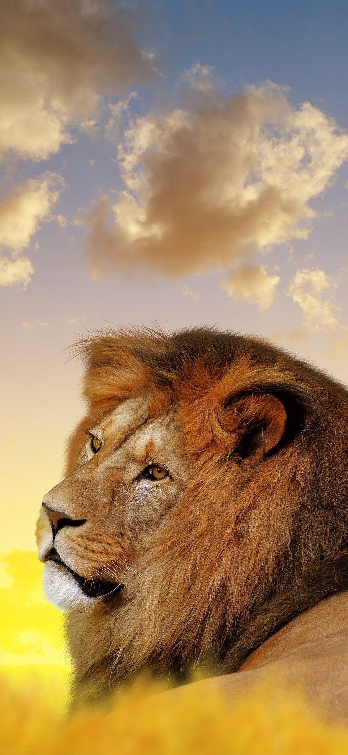 Lion iPhone X Wallpapers Top Free Lion iPhone X Backgrounds