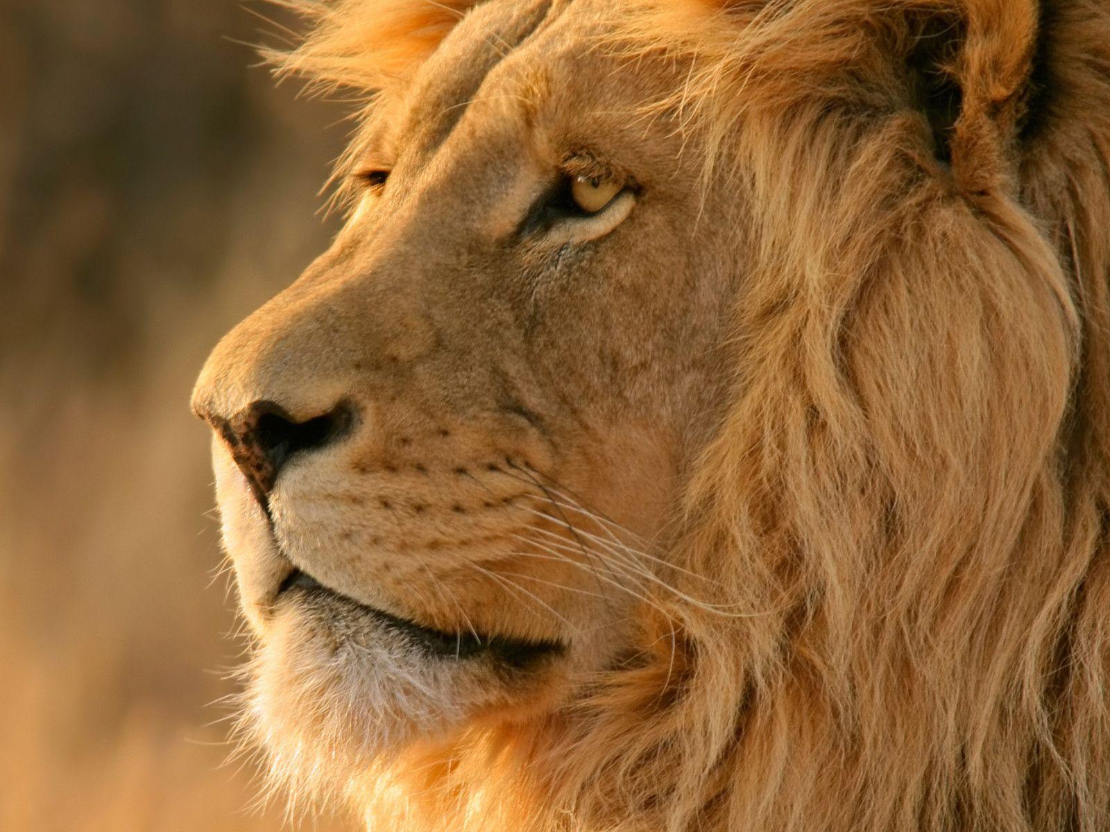 Mountain Lion OS Wallpapers Top Free Mountain Lion OS Backgrounds WallpaperAccess