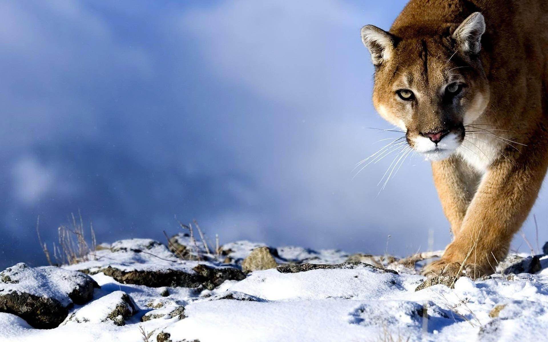 Mountain Lion OS Wallpapers Top Free Mountain Lion OS Backgrounds WallpaperAccess
