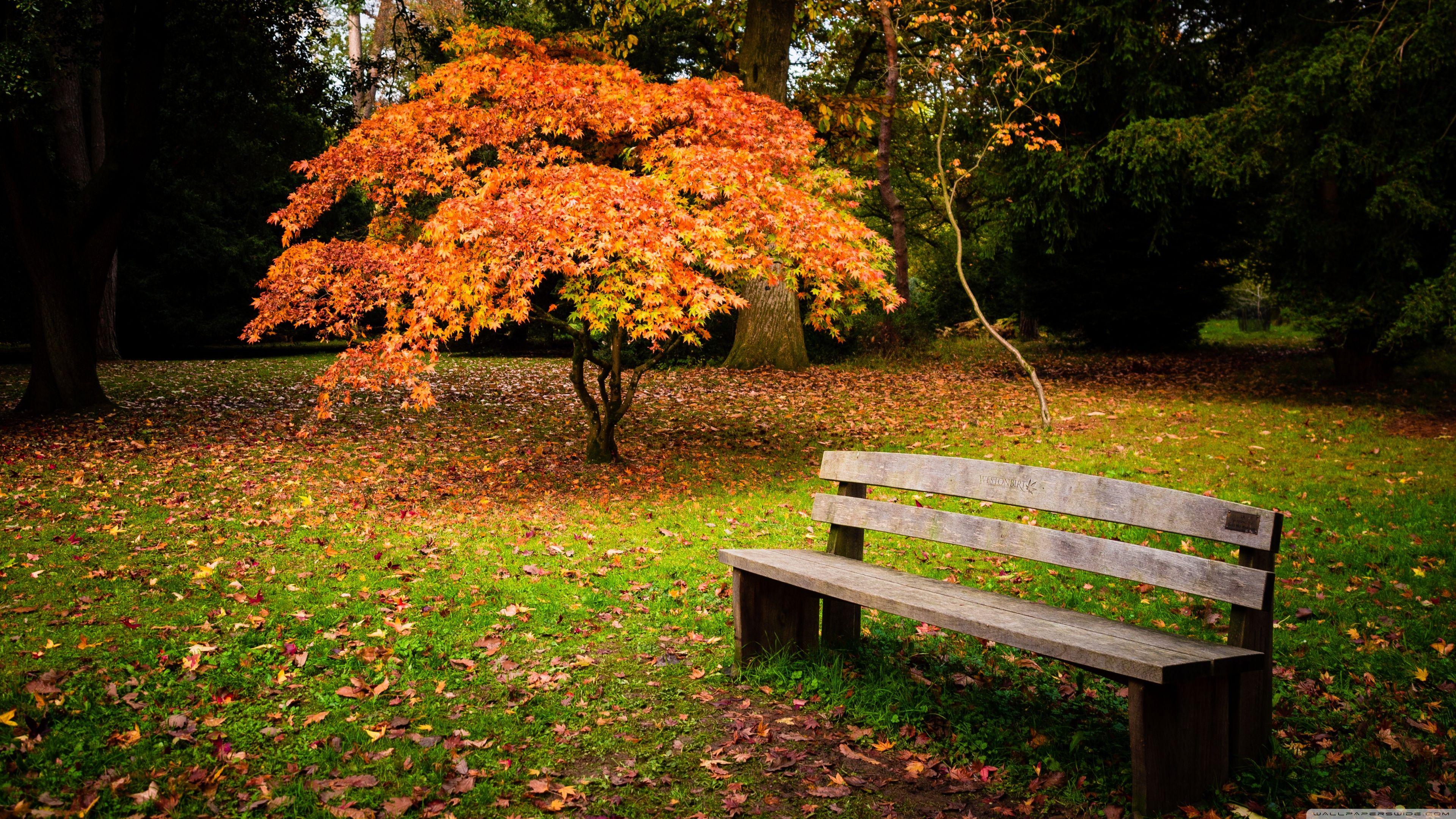 Bench Wallpapers Top Free Bench Backgrounds WallpaperAccess