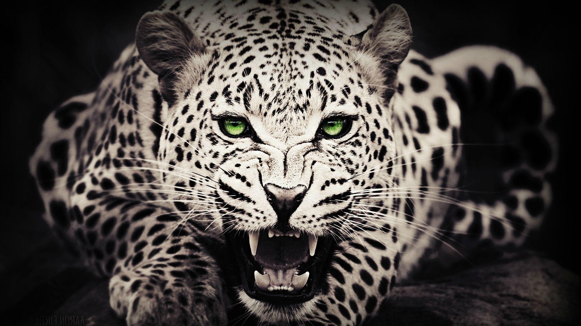 Black and White Cheetah Wallpapers Top Free Black and White Cheetah