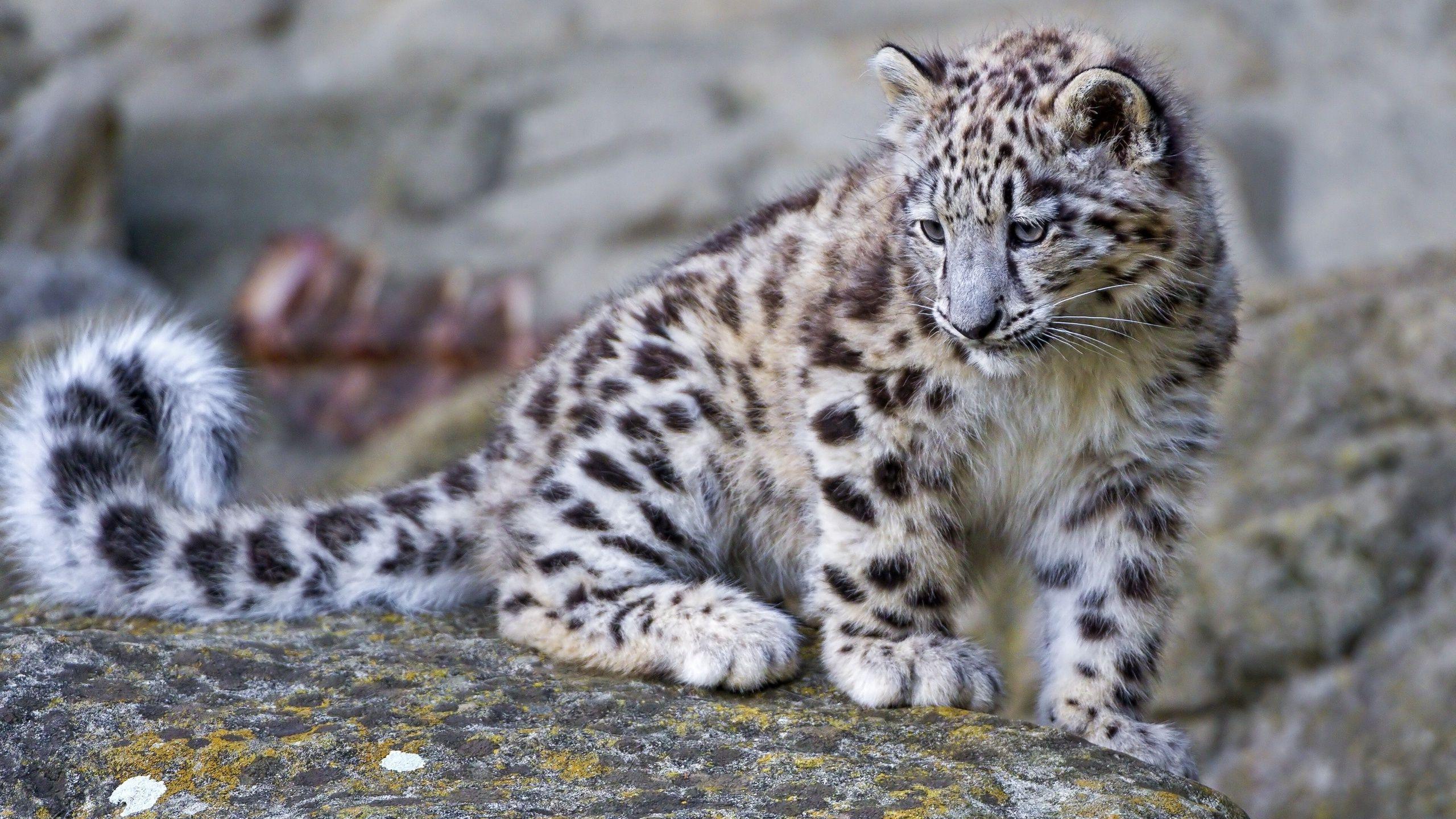 Baby Snow Leopard Wallpapers Top Free Baby Snow Leopard Backgrounds