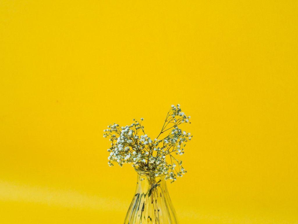 Flower Minimalist IPhone Wallpaper