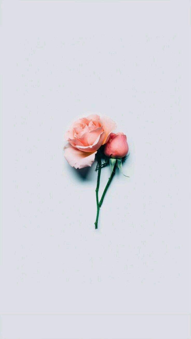 Flower Minimalist Wallpapers Top Free Flower Minimalist Backgrounds