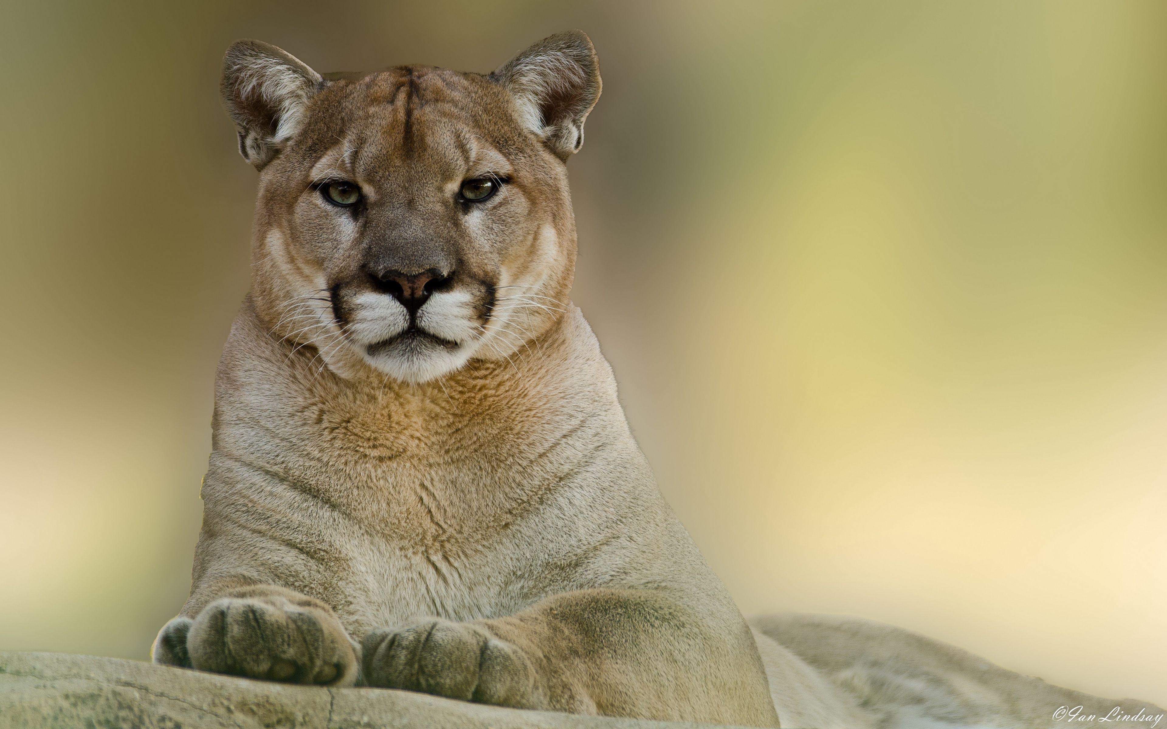 Mountain Lion Wallpapers Top Free Mountain Lion Backgrounds WallpaperAccess