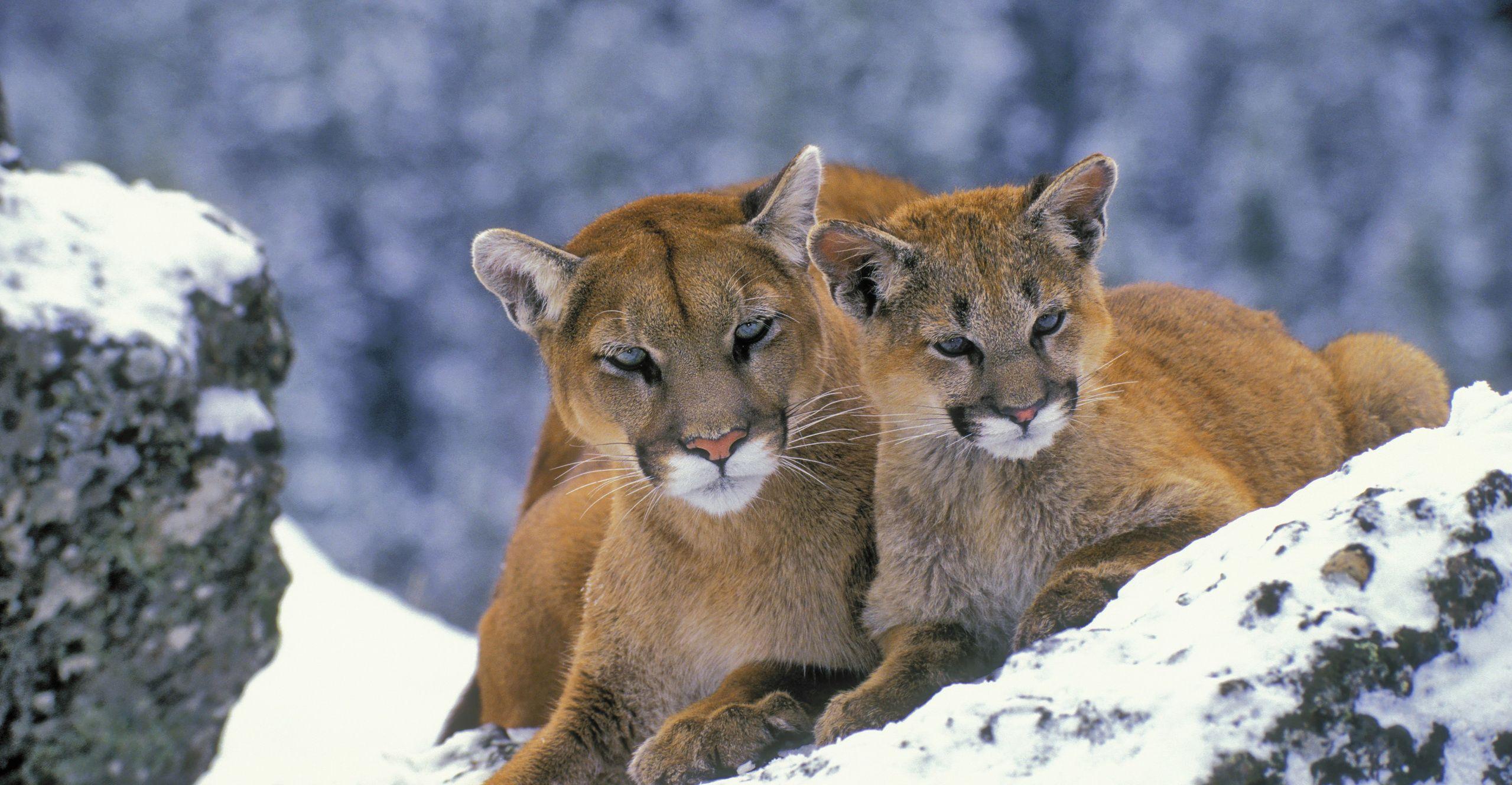 Mountain Lion Wallpapers Top Free Mountain Lion Backgrounds WallpaperAccess