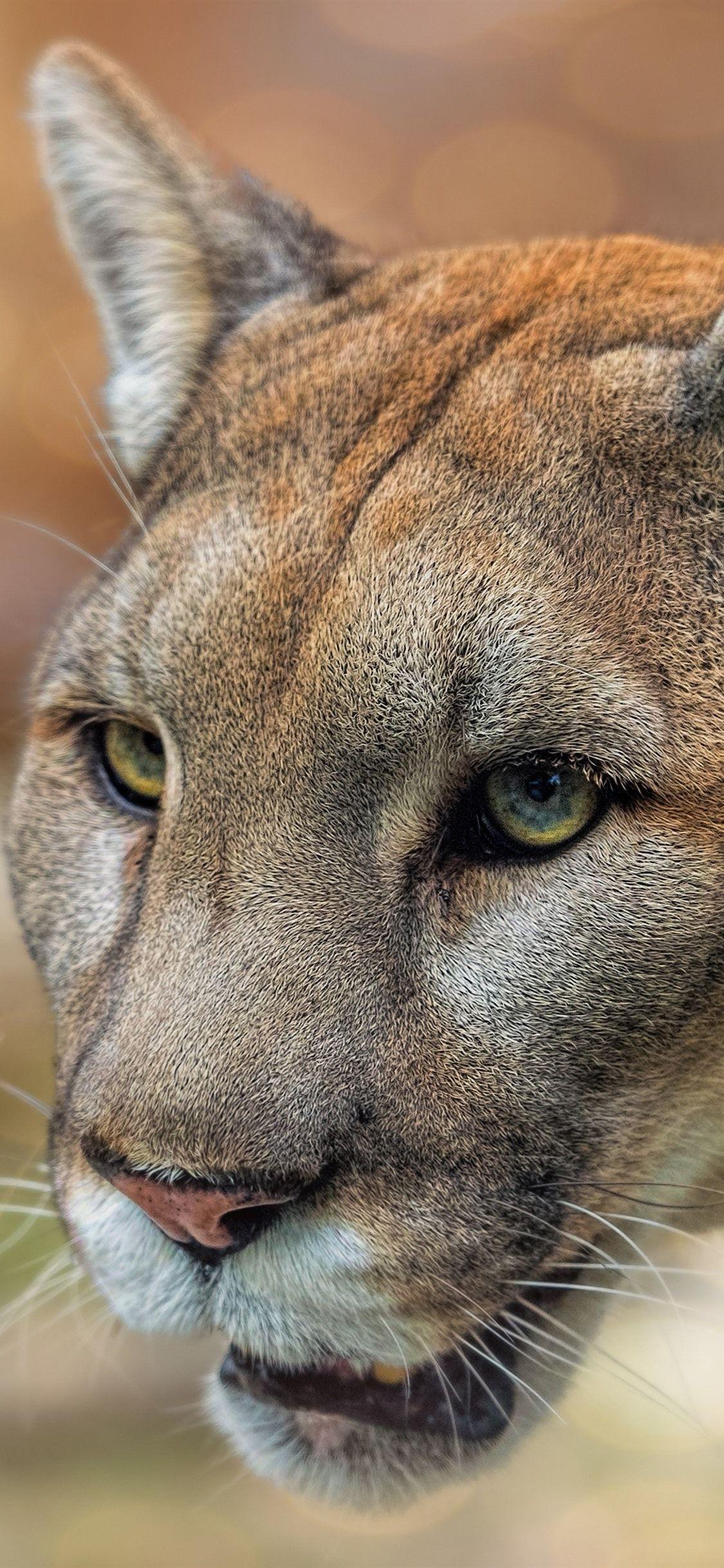 Mountain Lion Wallpapers Top Free Mountain Lion Backgrounds WallpaperAccess