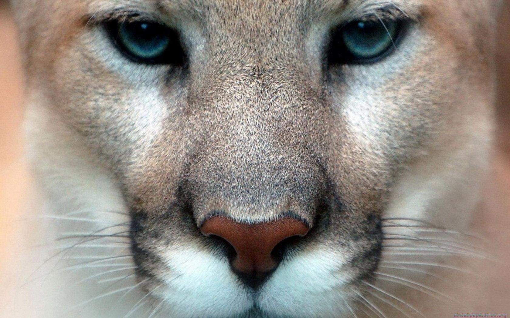 Mountain Lion Wallpapers Top Free Mountain Lion Backgrounds WallpaperAccess