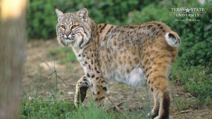 Bobcat Wallpapers - Top Free Bobcat Backgrounds - WallpaperAccess Bobcat hire near me