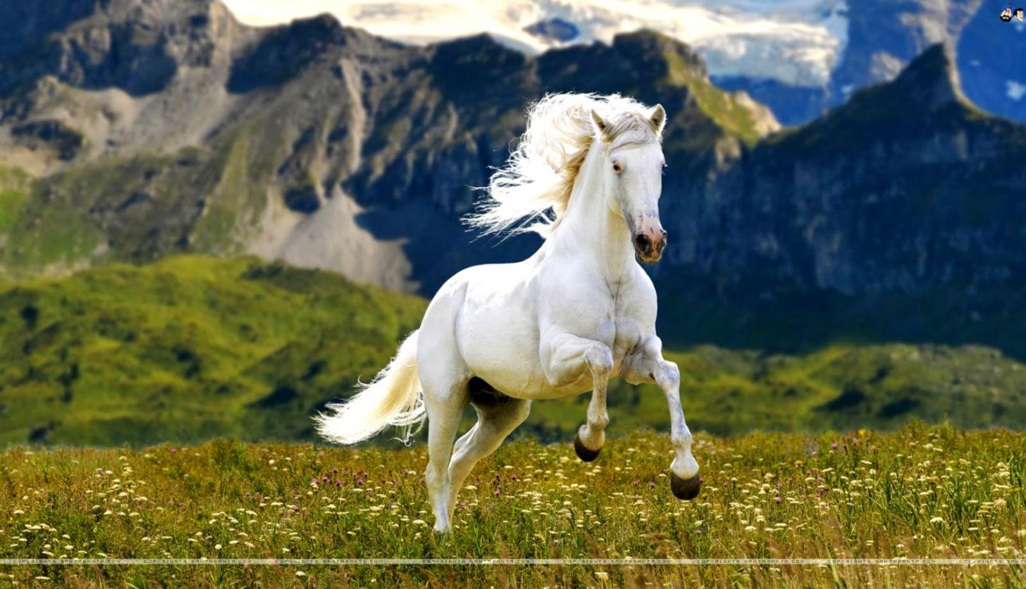 HD Horse Wallpapers Top Free HD Horse Backgrounds WallpaperAccess