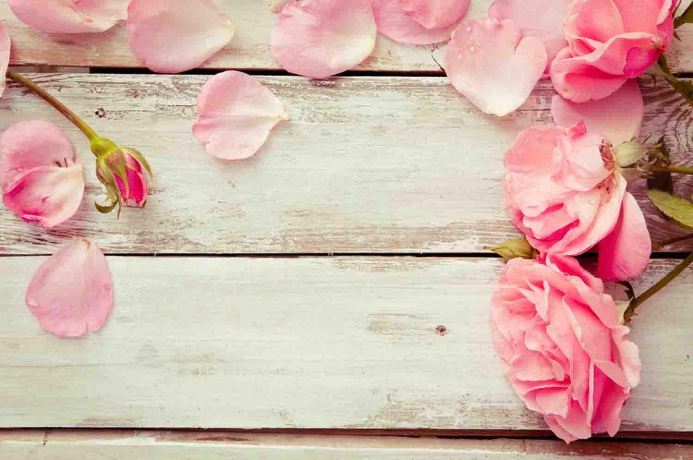 Peach Rose Wallpapers Top Free Peach Rose Backgrounds WallpaperAccess