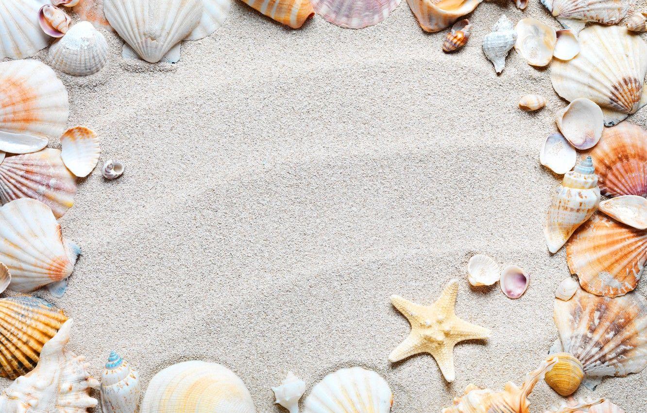 Seashells Wallpapers Top Free Seashells Backgrounds WallpaperAccess