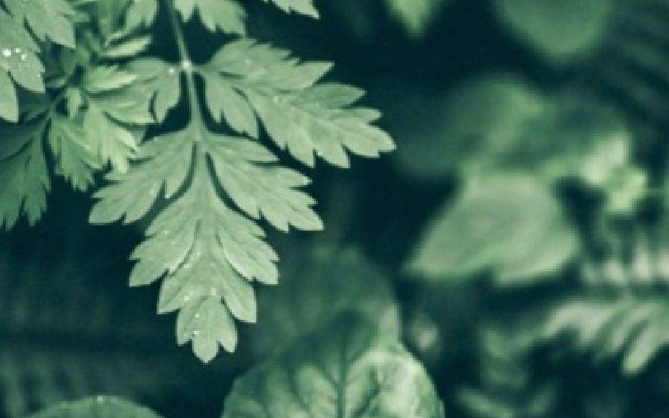 Green Aesthetic Tumblr Wallpapers Top Free Green Aesthetic Tumblr Backgrounds WallpaperAccess