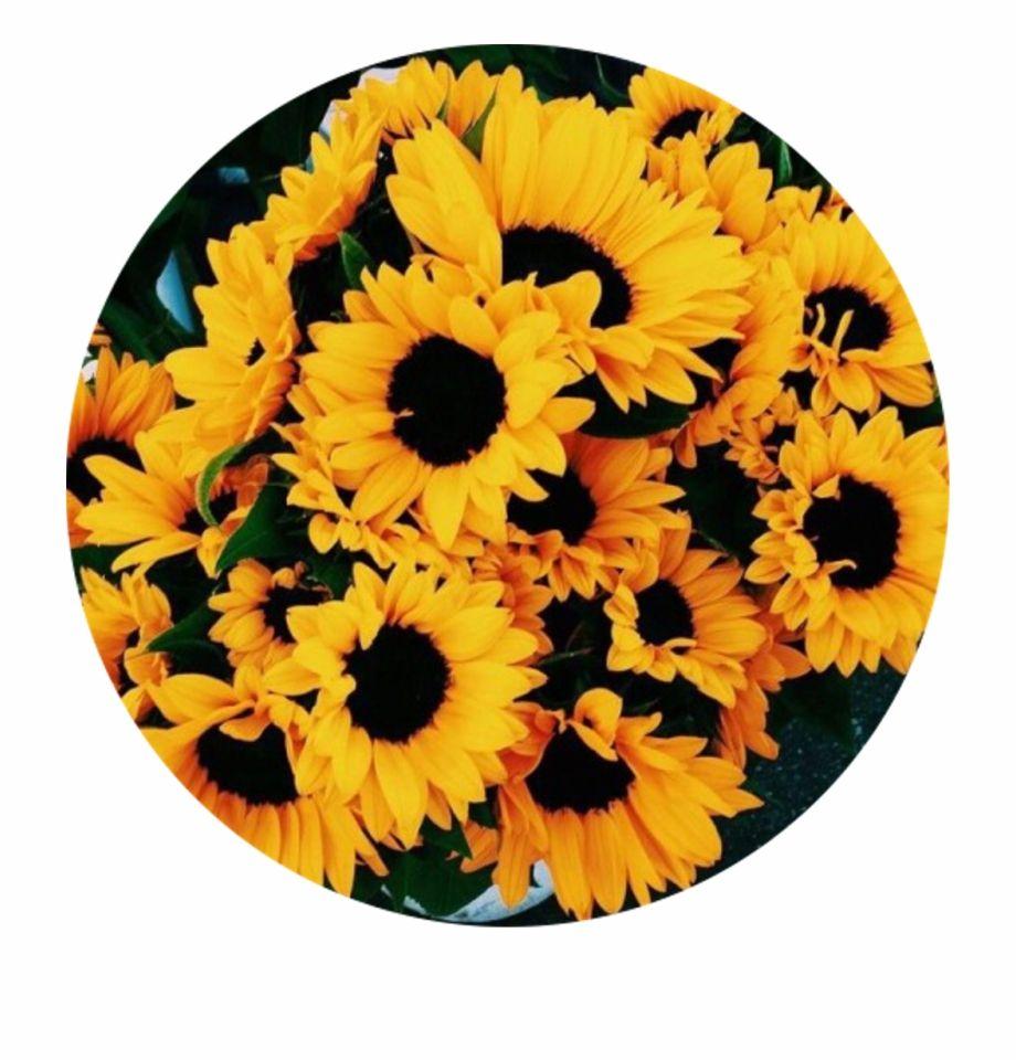 Yellow Aesthetic Sunflowers Wallpapers Top Free Yellow Aesthetic