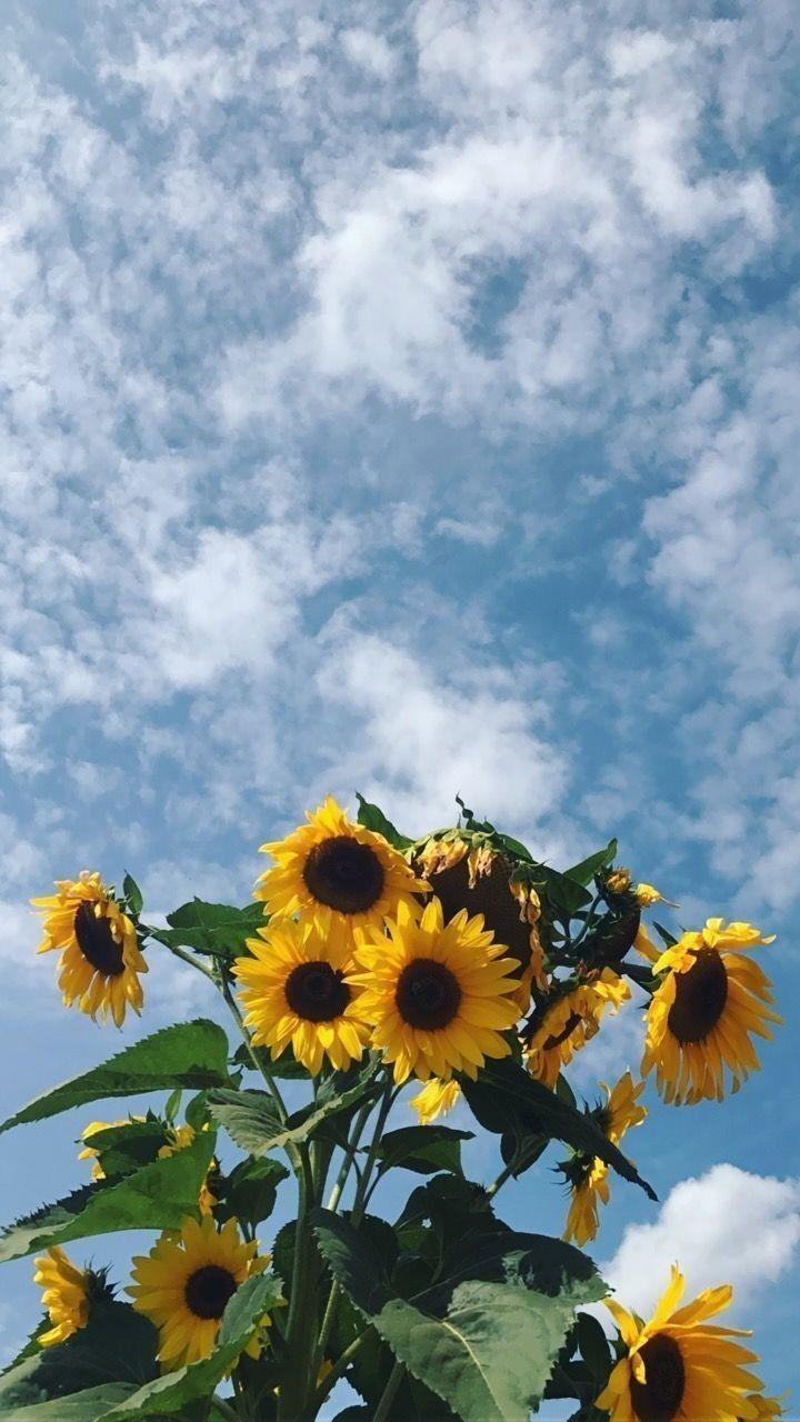 Yellow Aesthetic Sunflowers Wallpapers Top Free Yellow Aesthetic