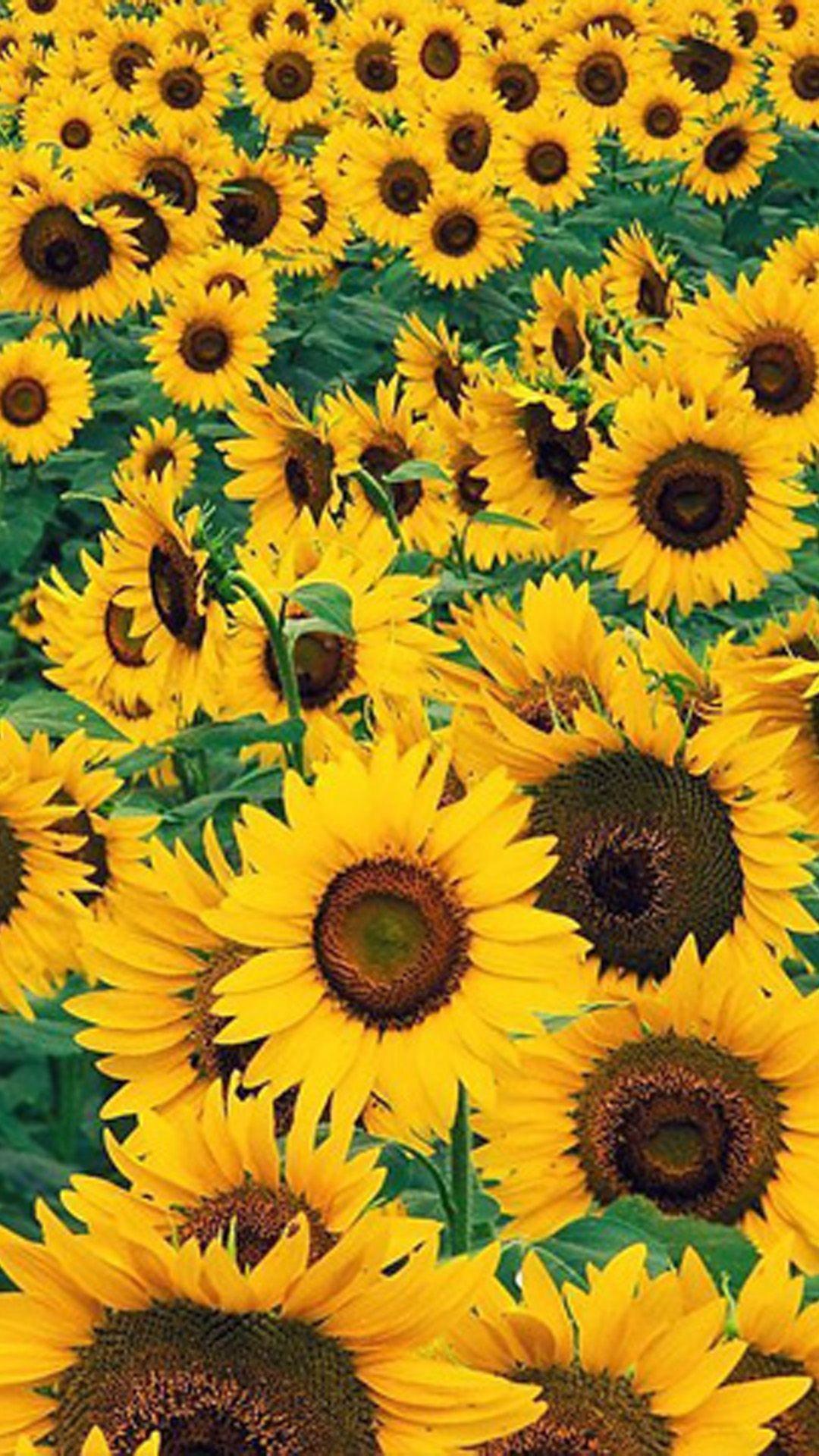Sunflower Drawing Wallpapers Top Free Sunflower Drawing Backgrounds WallpaperAccess