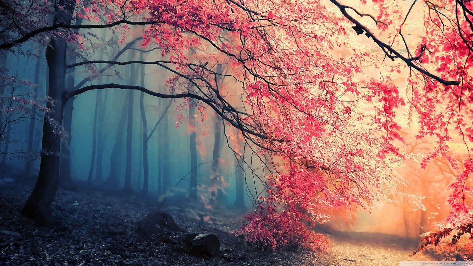 Color Forest Wallpapers Top Free Color Forest Backgrounds