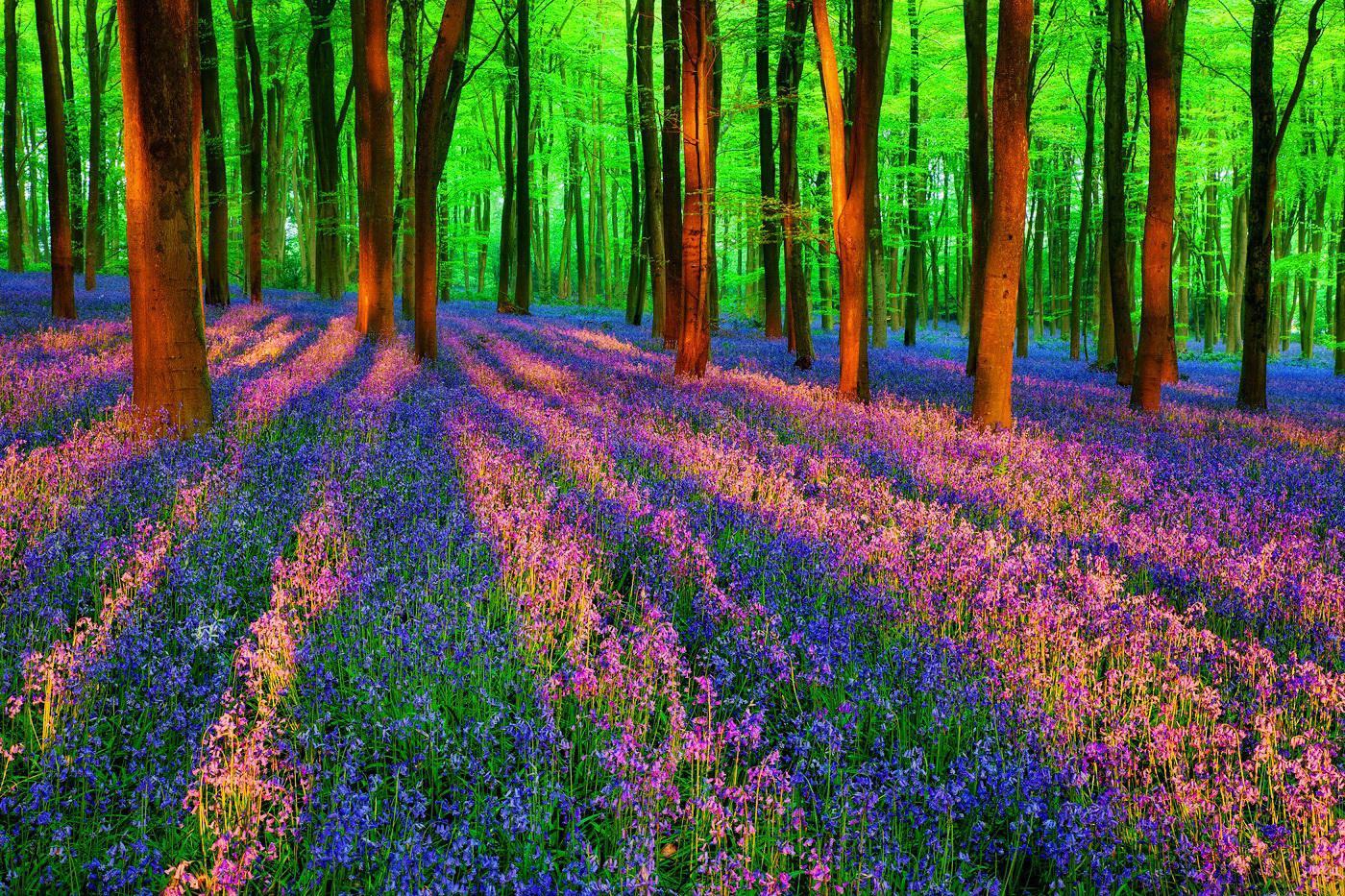 Color Forest Wallpapers Top Free Color Forest Backgrounds