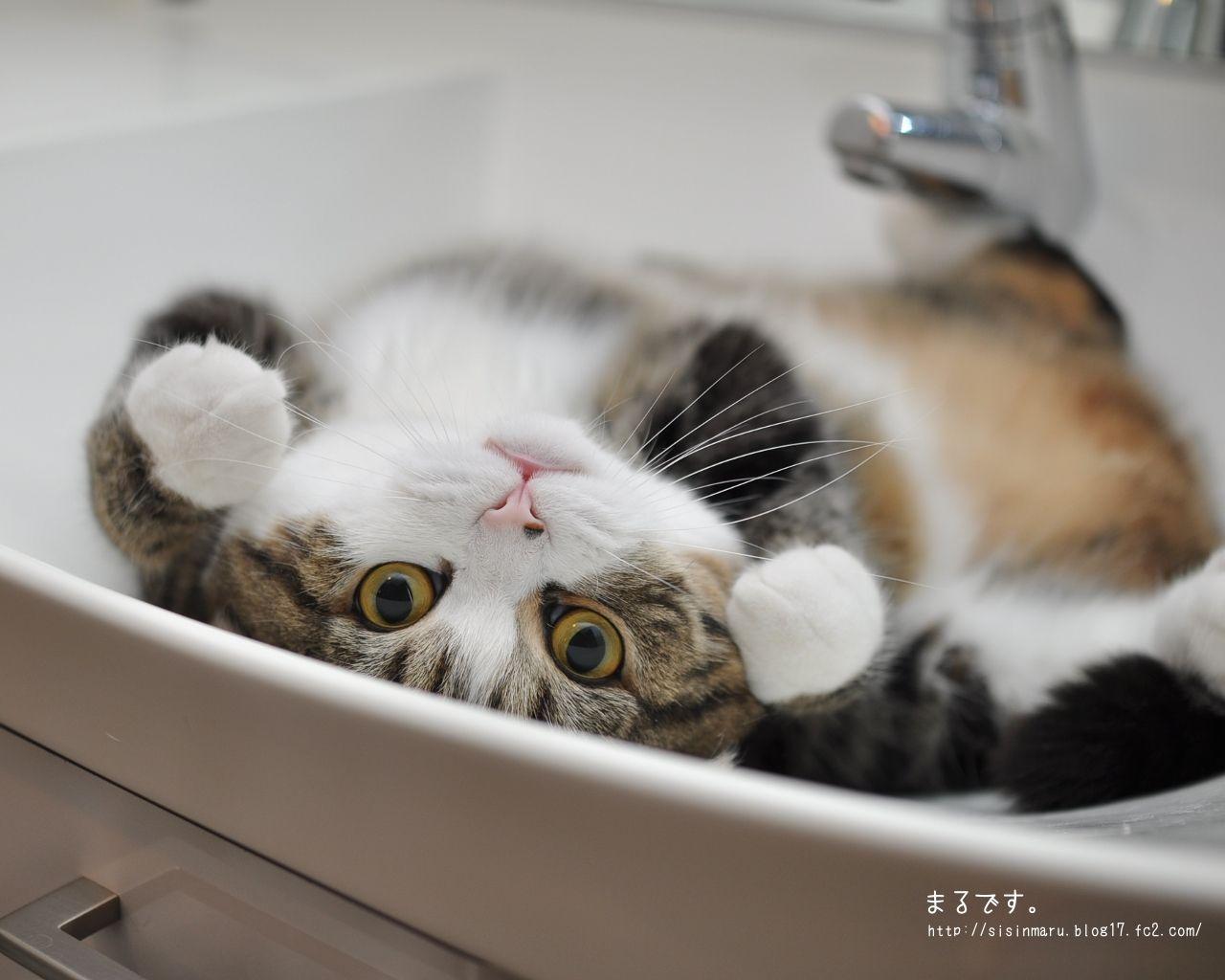 Maru Cat Wallpapers - Top Free Maru Cat Backgrounds - WallpaperAccess