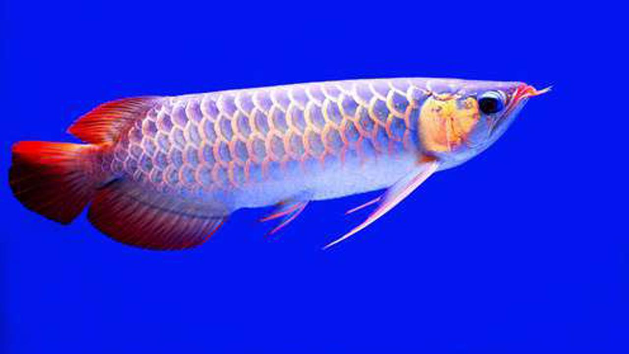Arowana Wallpapers Top Free Arowana Backgrounds WallpaperAccess