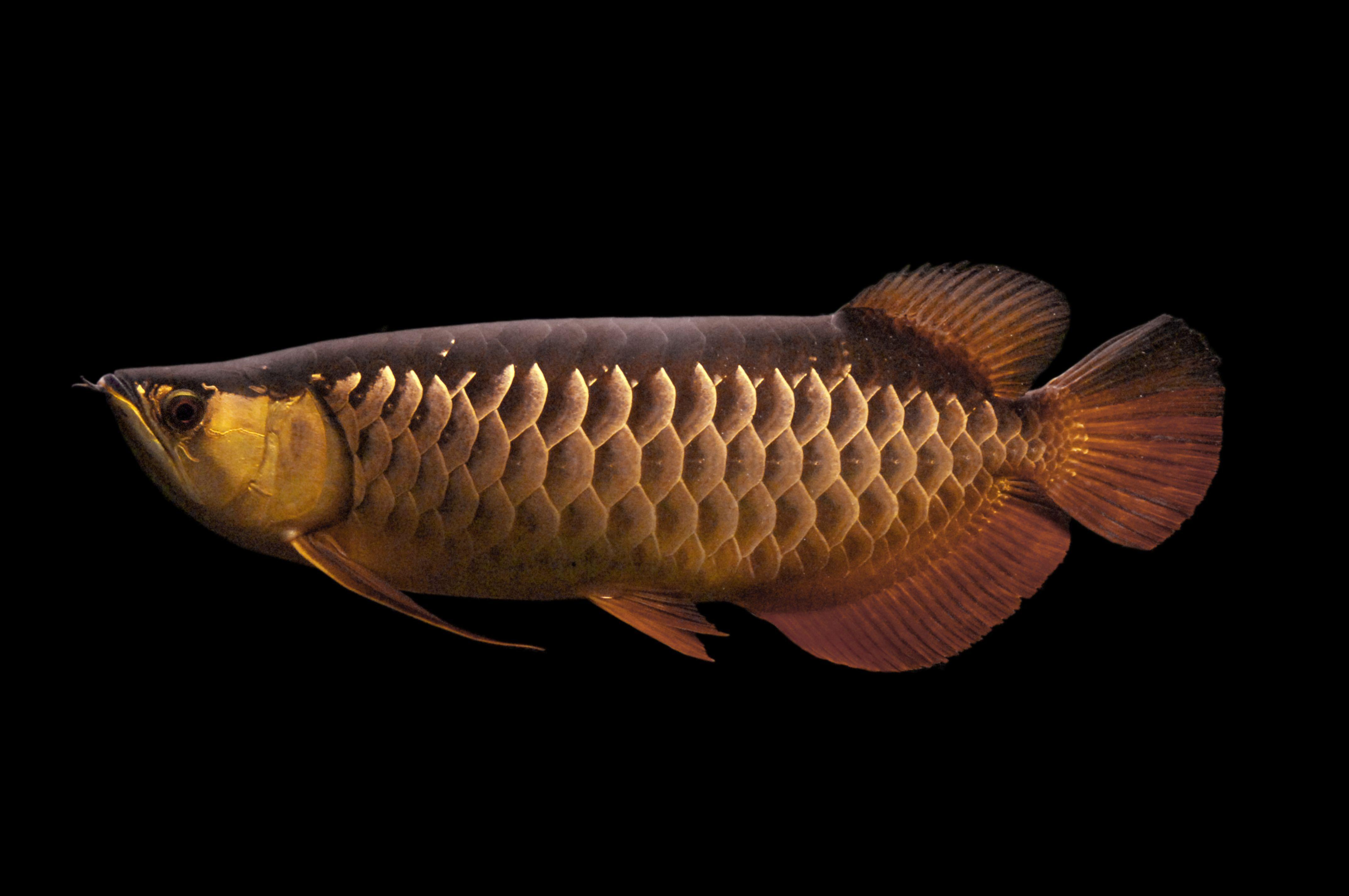 Arowana Wallpapers Top Free Arowana Backgrounds WallpaperAccess
