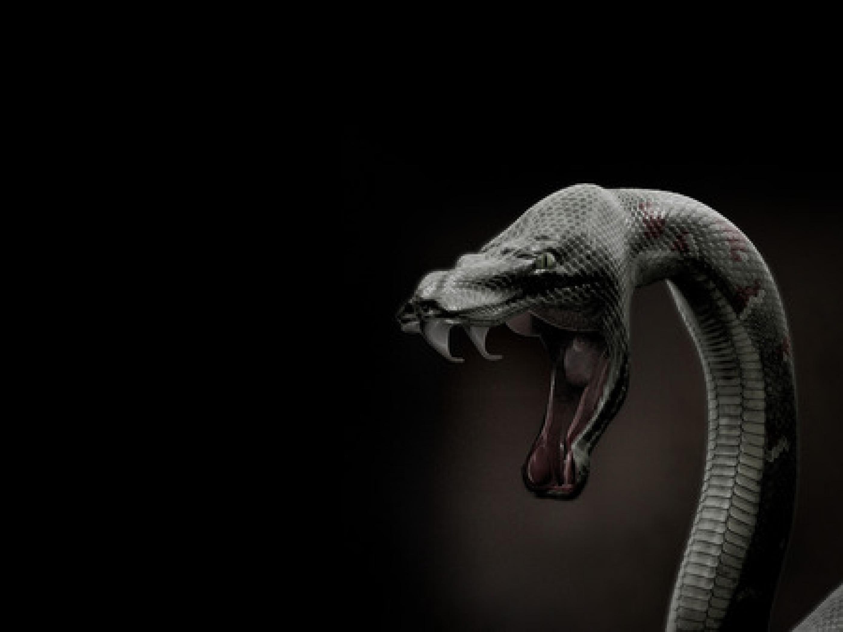 Black Mamba Wallpapers Top Free Black Mamba Backgrounds WallpaperAccess