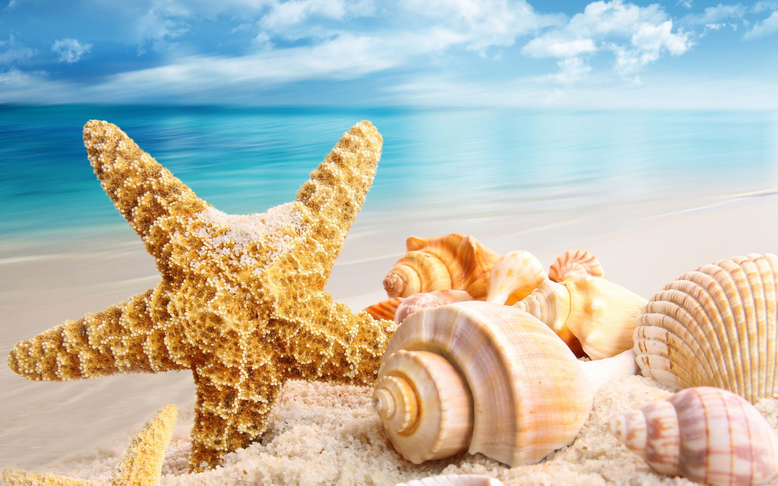 Seashell Wallpapers Top Free Seashell Backgrounds WallpaperAccess