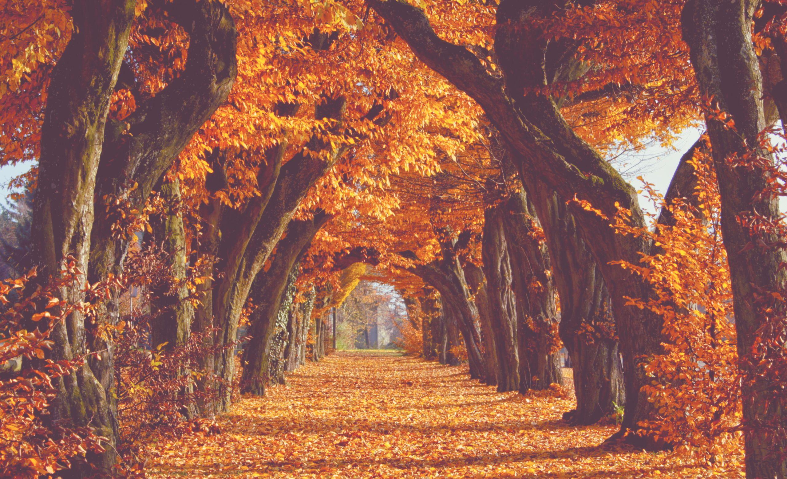Tumblr Autumn Laptop Wallpapers Top Free Tumblr Autumn Laptop