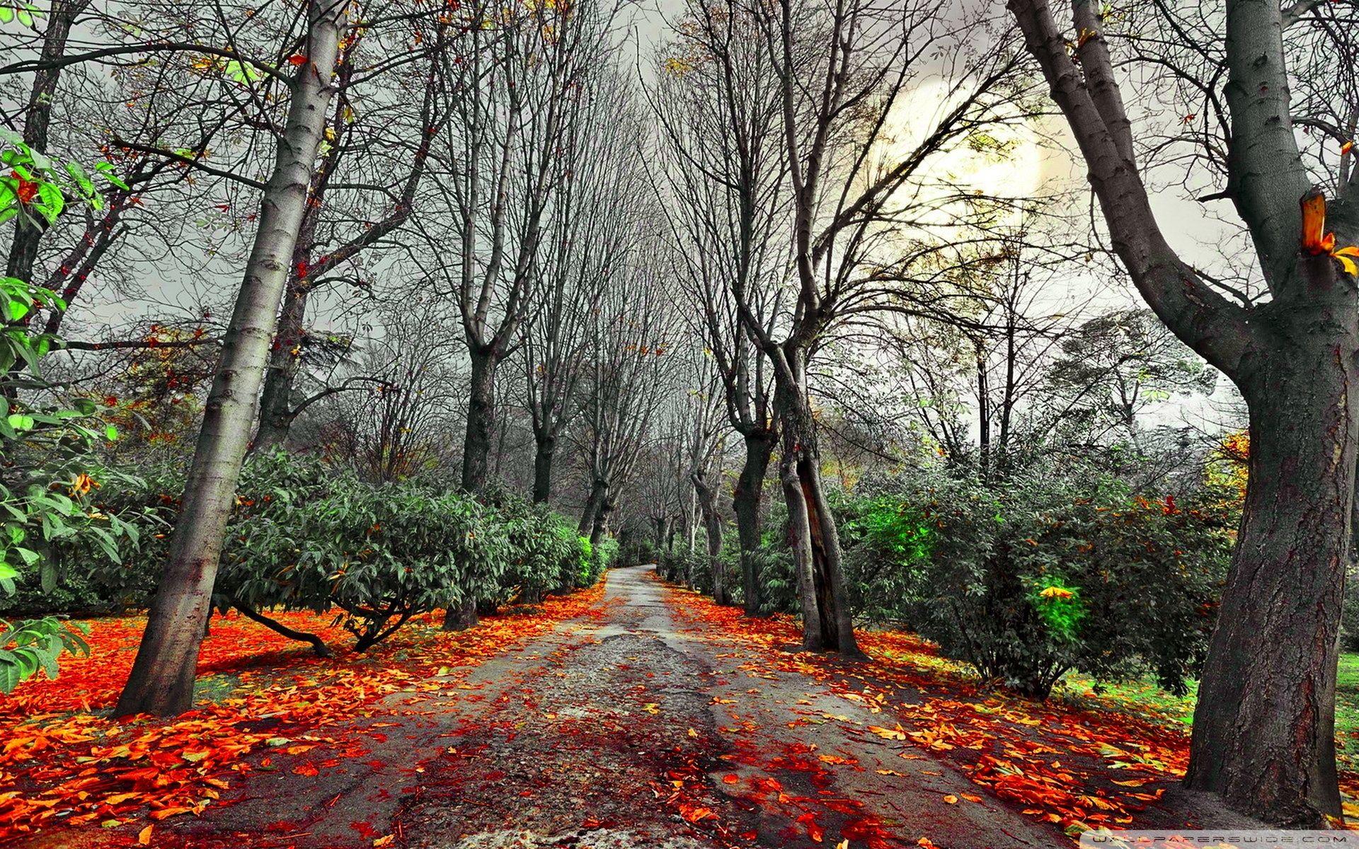 Dark Fall Wallpapers Top Free Dark Fall Backgrounds WallpaperAccess