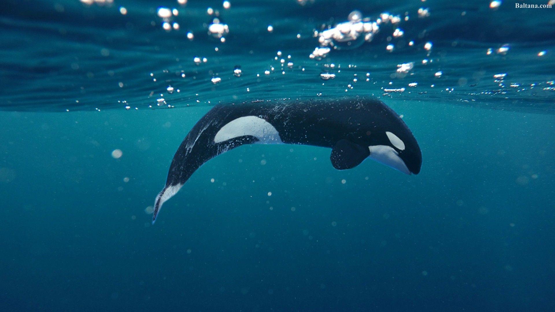 Killer Whale Wallpaper 4k