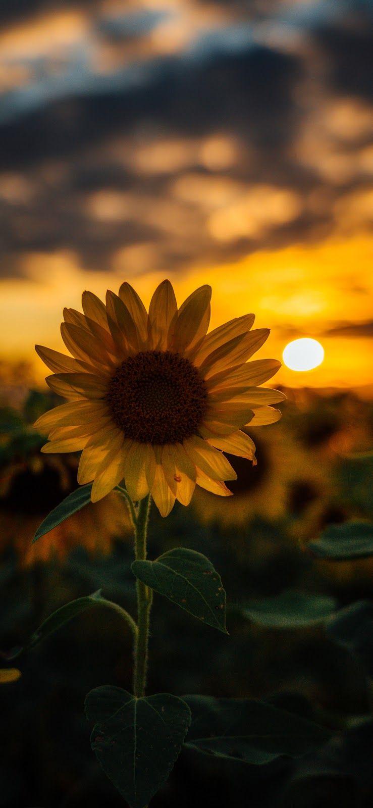 Cute Sunflower Wallpapers Top Free Cute Sunflower Backgrounds
