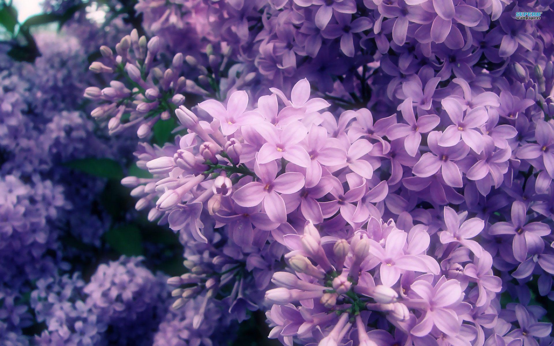 Lilac Wallpapers Top Free Lilac Backgrounds WallpaperAccess