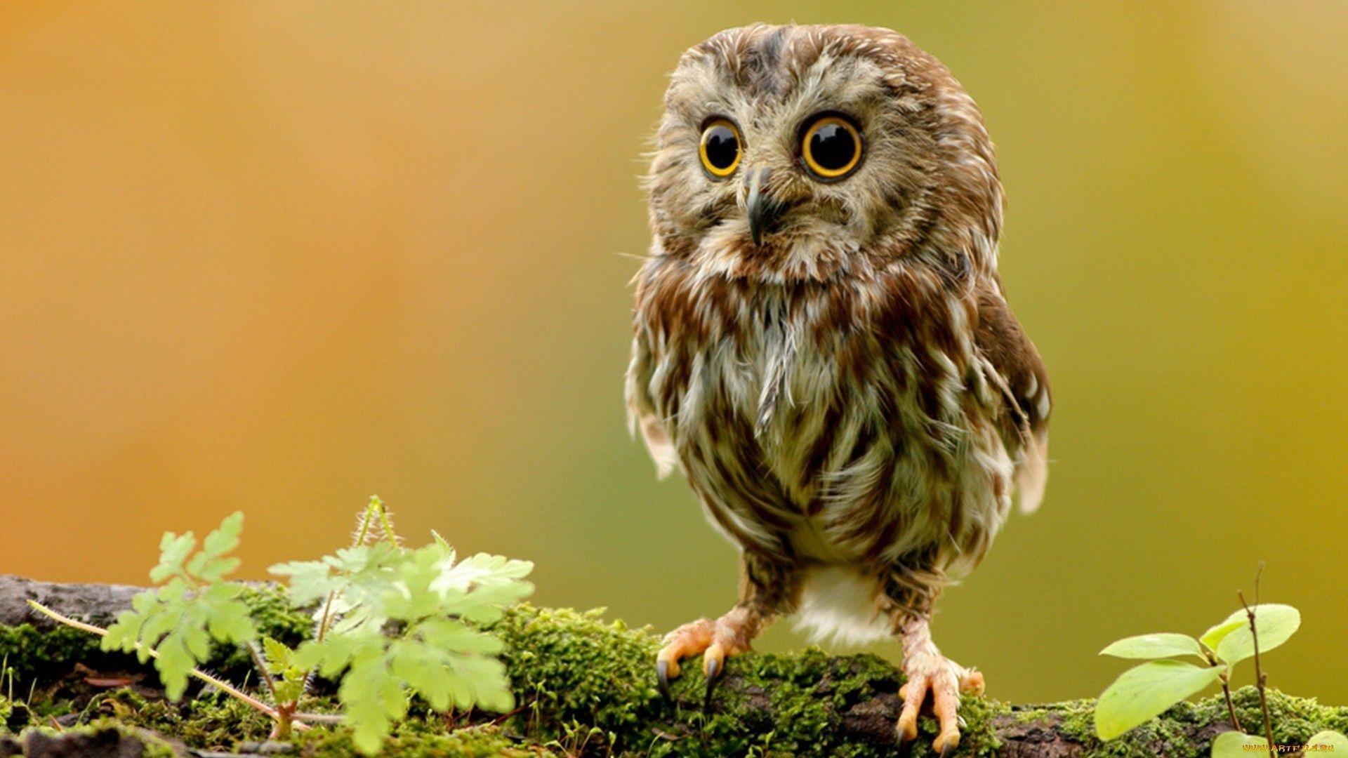 Owl Wallpapers Top Free Owl Backgrounds WallpaperAccess