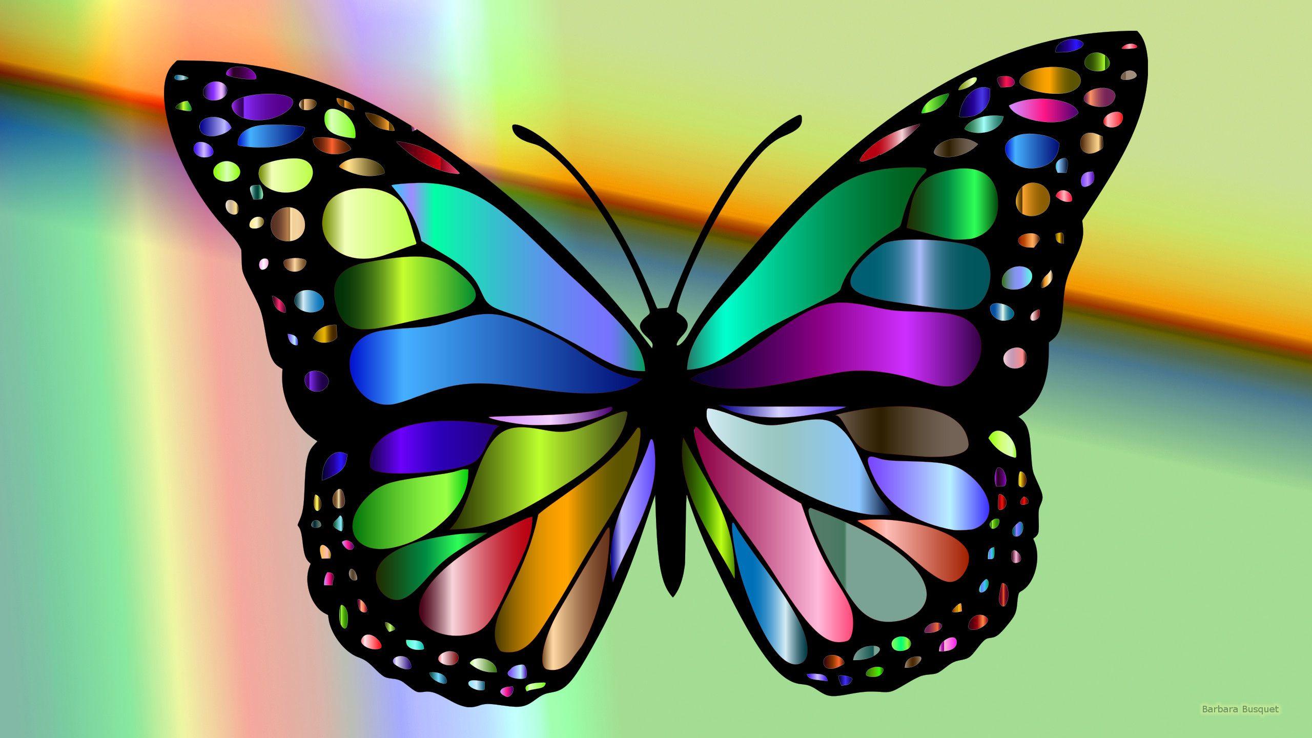 Colorful Butterfly Wallpapers Top Free Colorful Butterfly Backgrounds