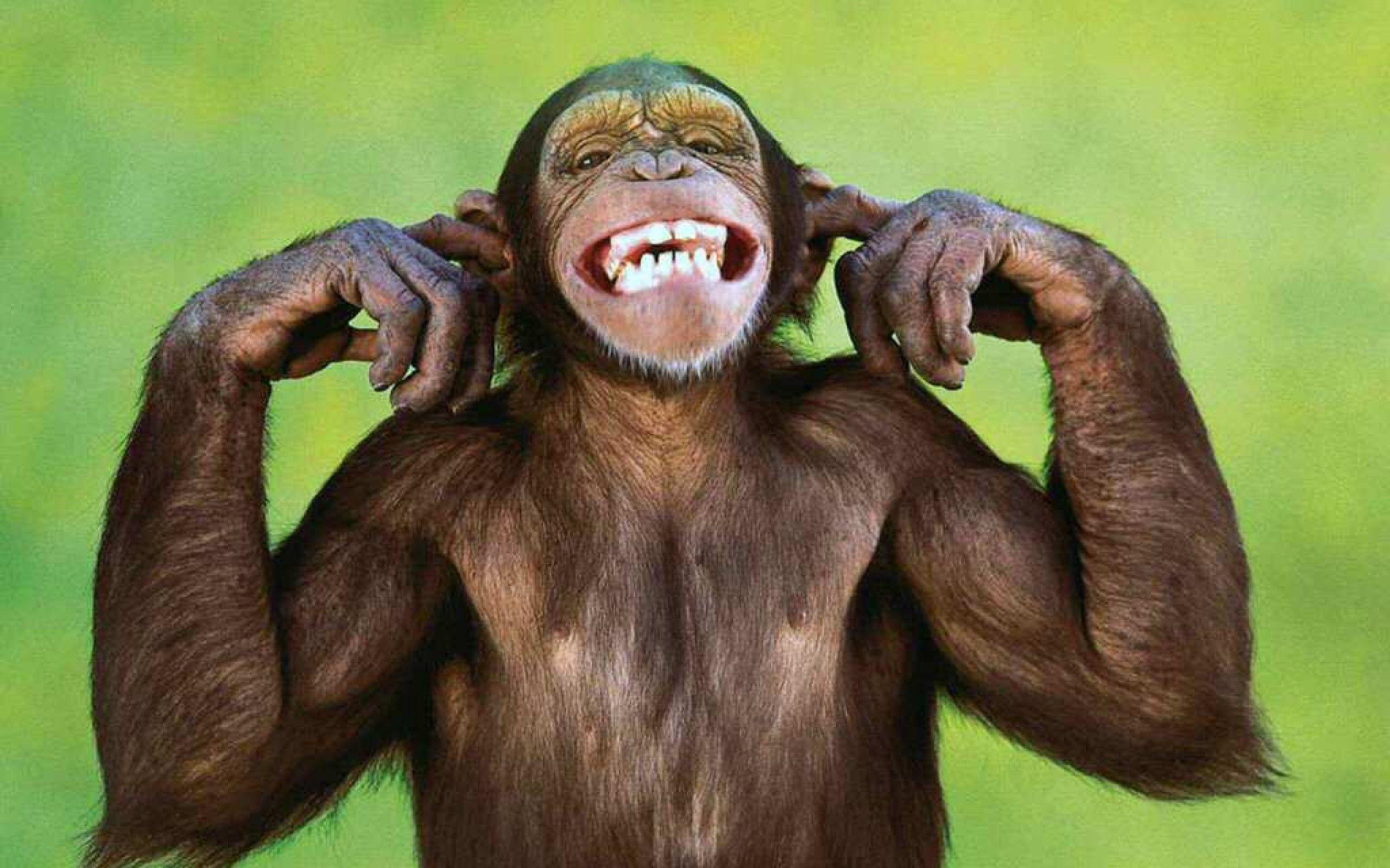 Monkey Wallpapers Top Free Monkey Backgrounds WallpaperAccess