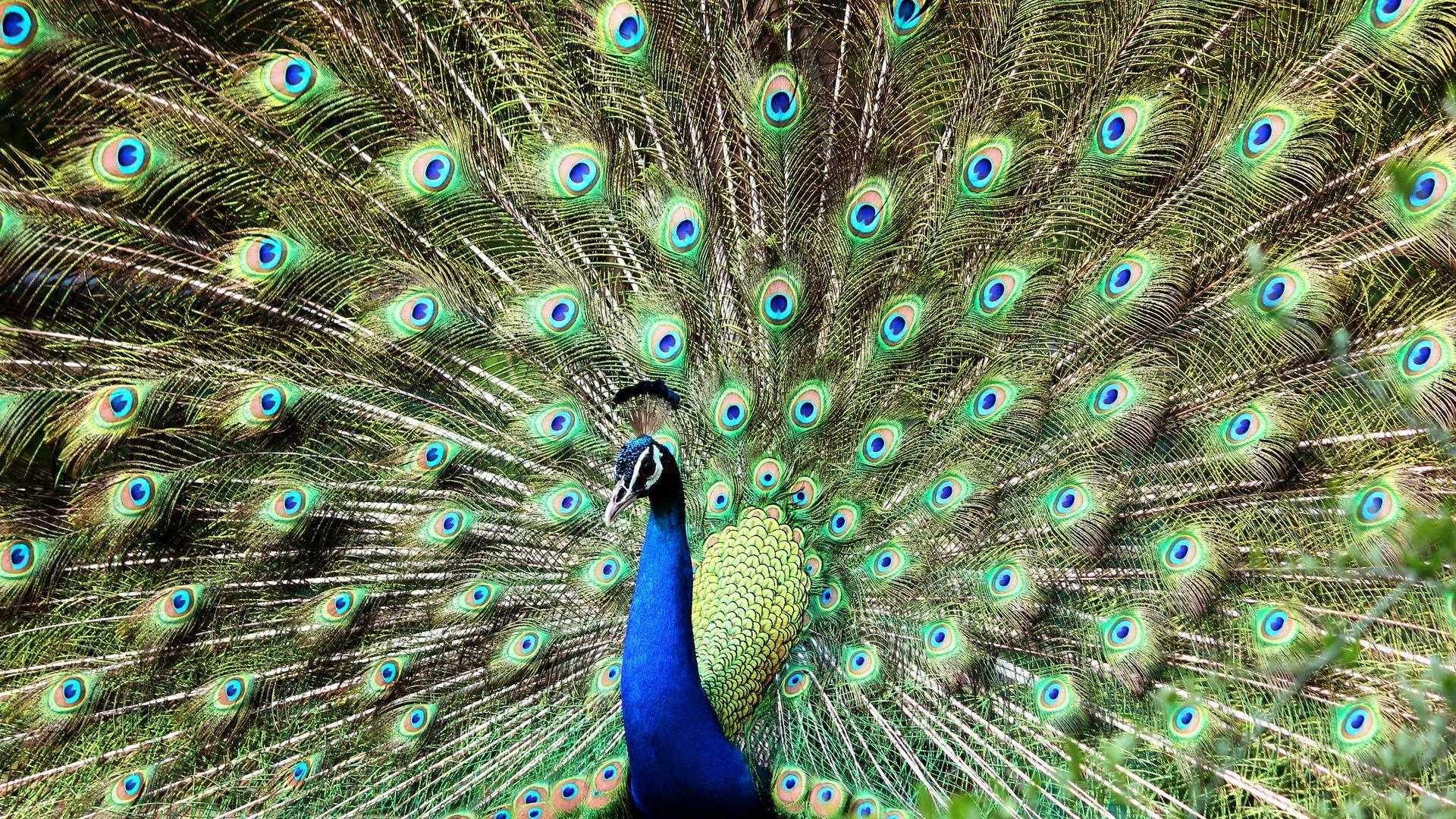 Peacock Wallpapers Top Free Peacock Backgrounds WallpaperAccess