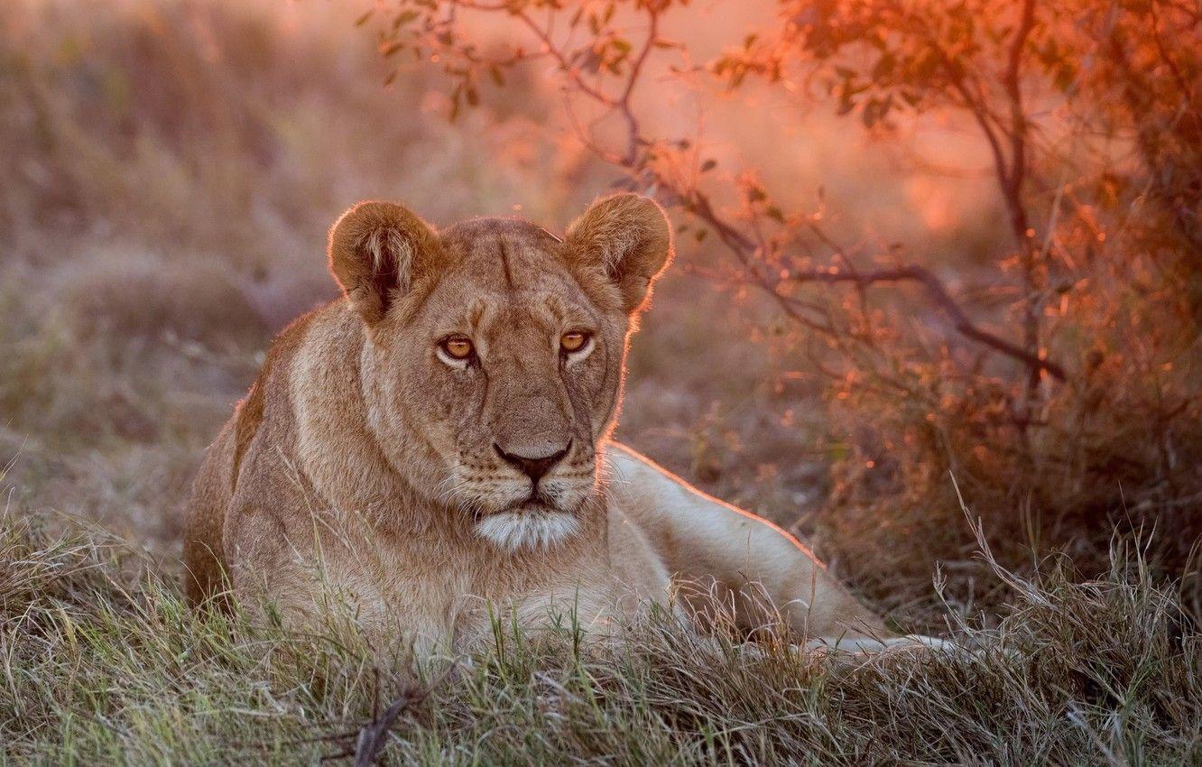 Lioness Wallpapers Top Free Lioness Backgrounds WallpaperAccess