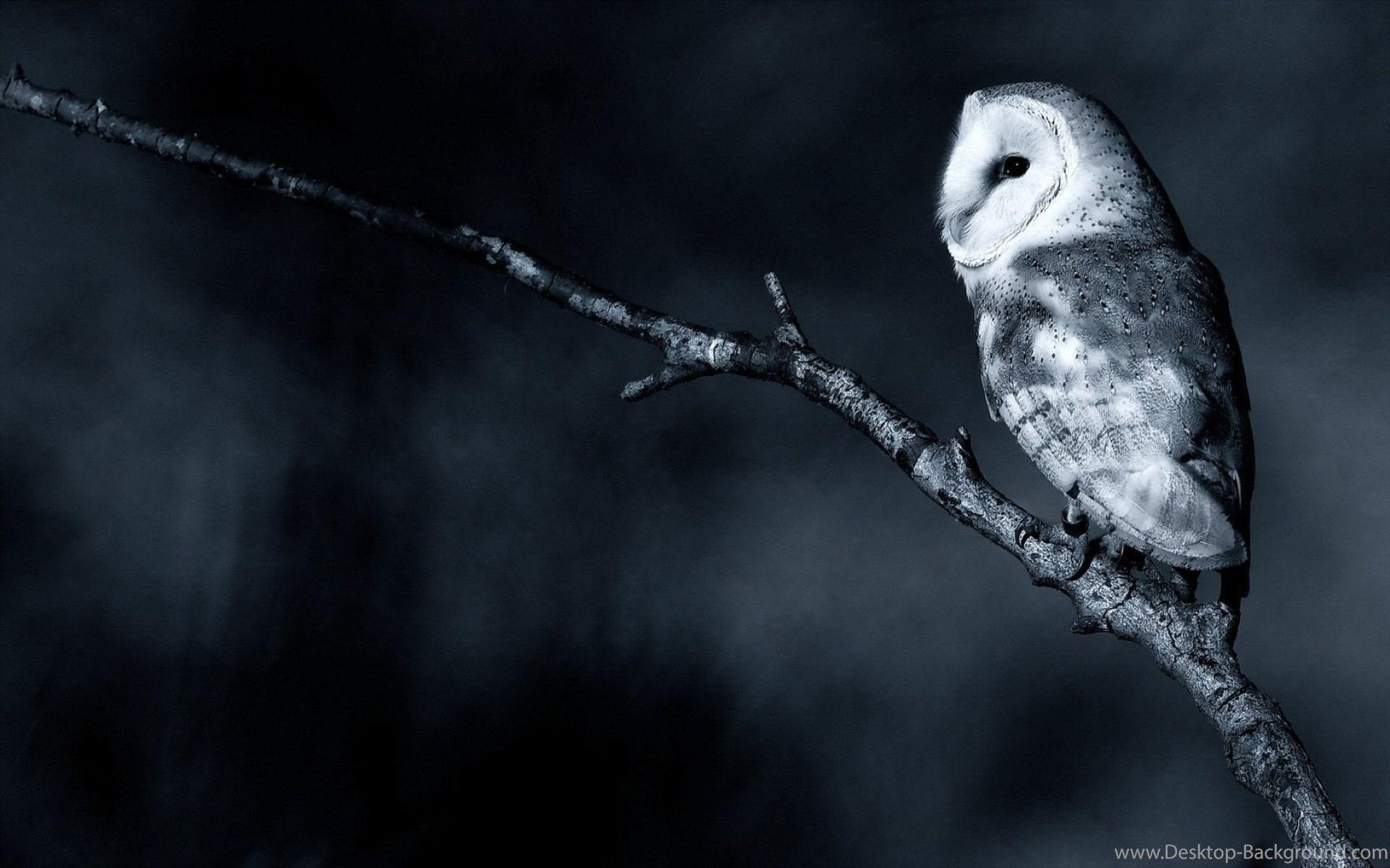 Cool Owl Wallpapers Top Free Cool Owl Backgrounds WallpaperAccess