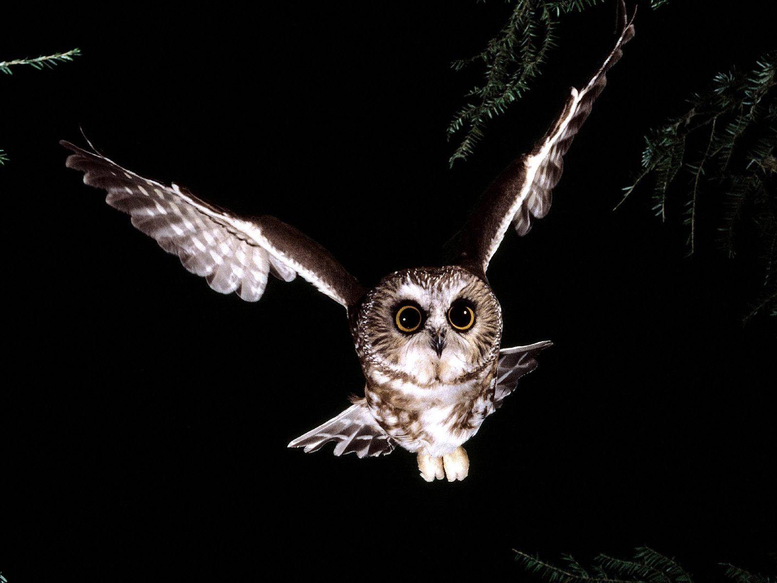 Night Owl Wallpapers Top Free Night Owl Backgrounds WallpaperAccess