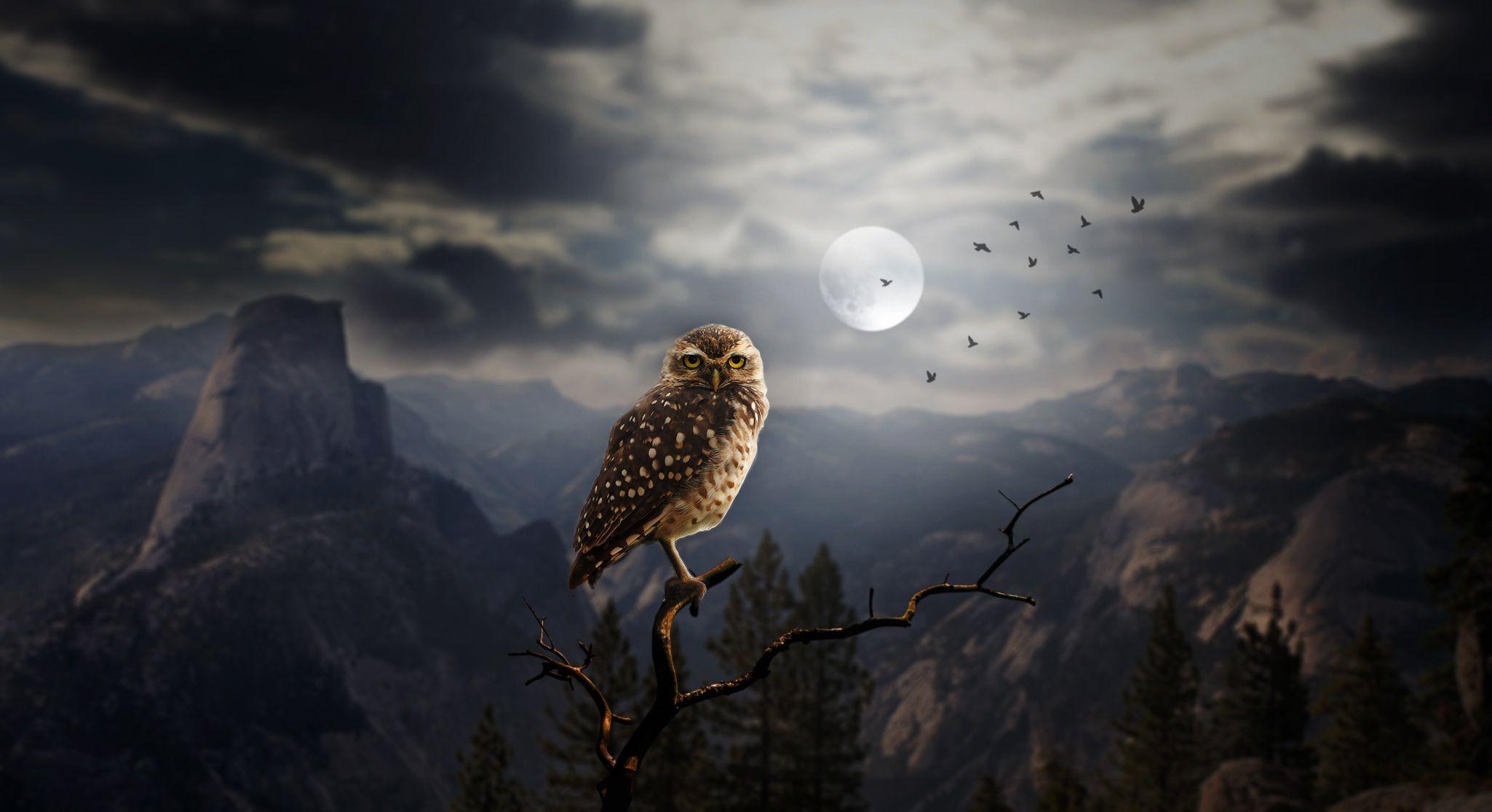 Dark Owl Wallpapers Top Free Dark Owl Backgrounds WallpaperAccess