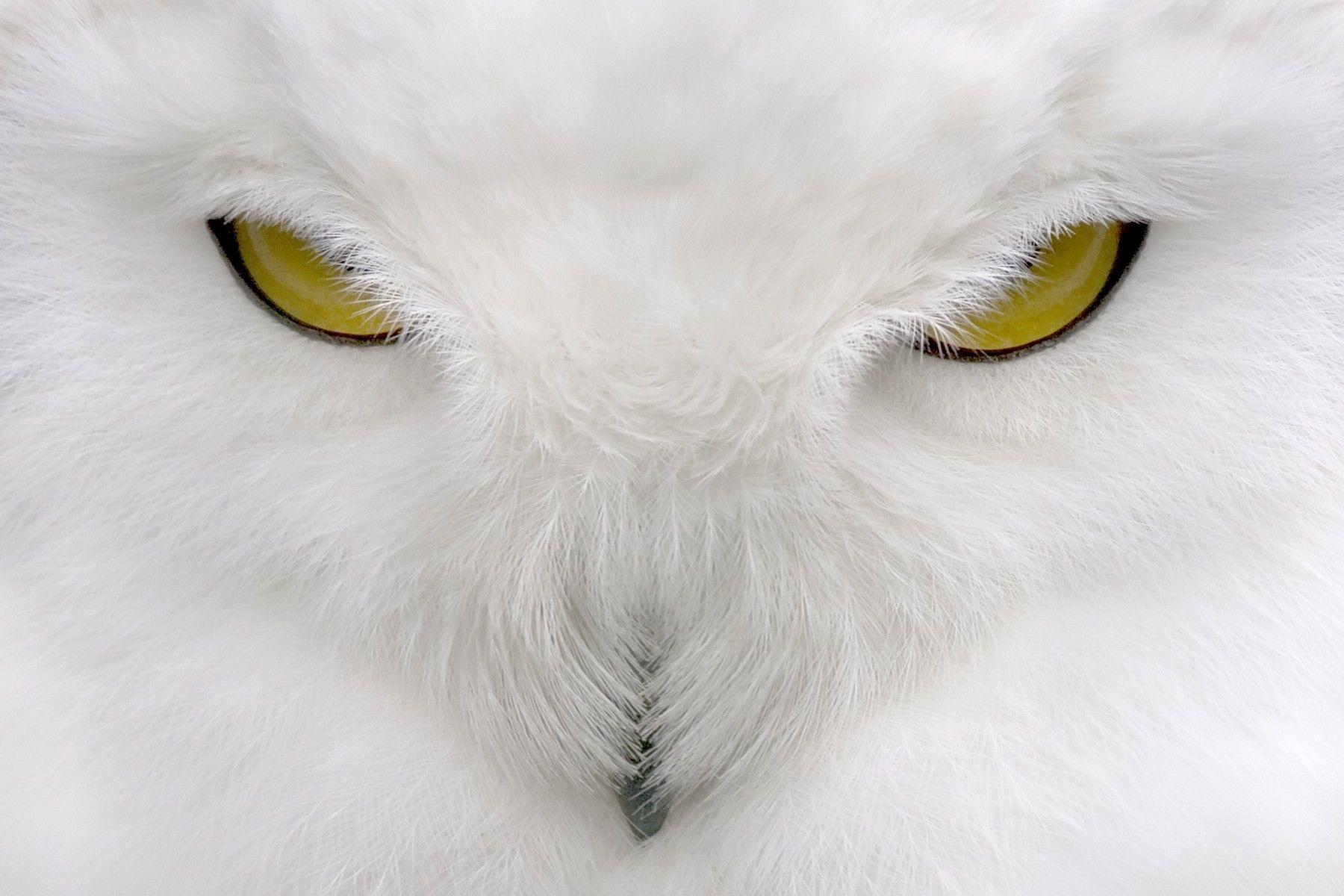 White Owl Wallpapers Top Free White Owl Backgrounds WallpaperAccess