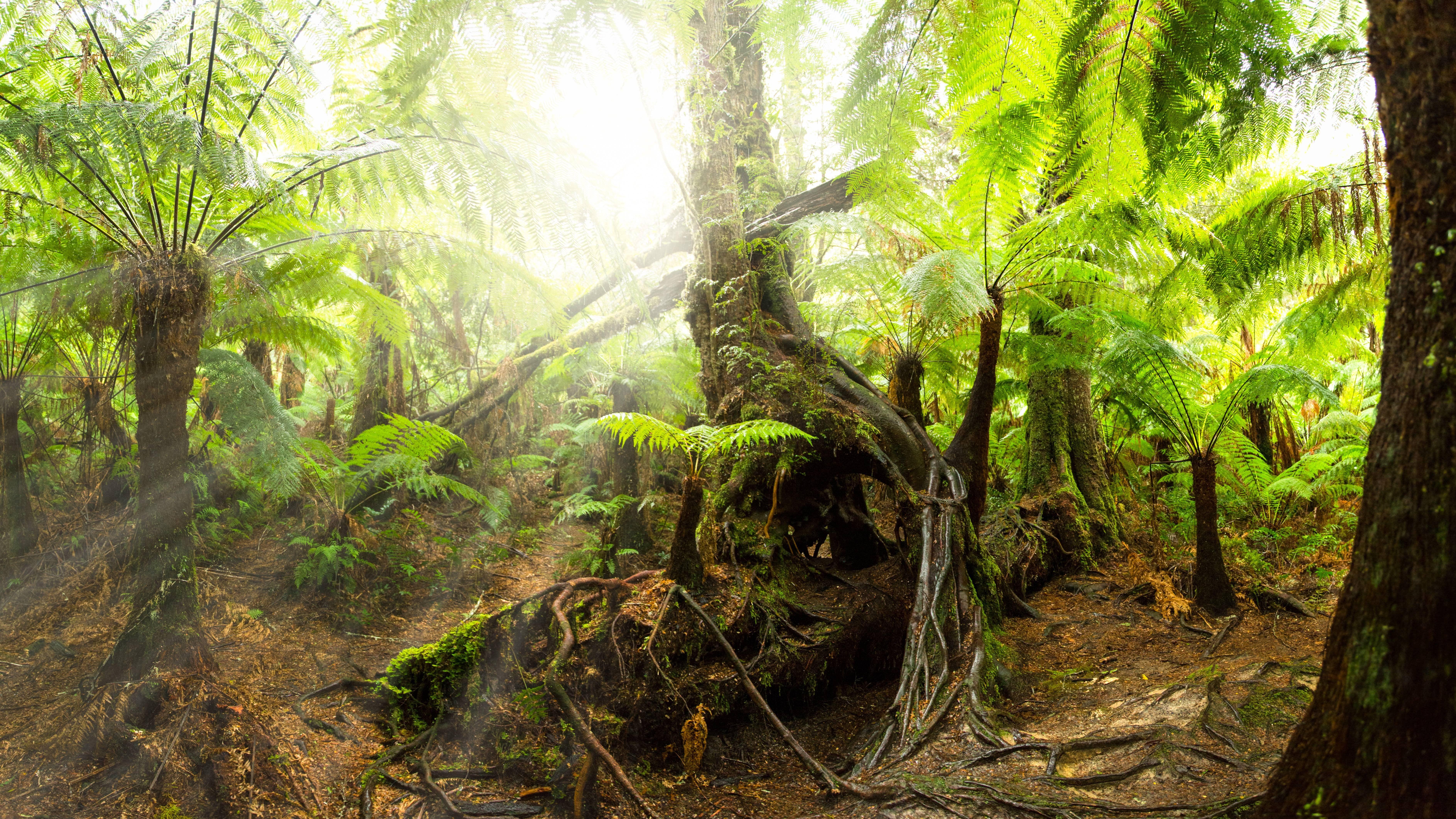 Rainforest Wallpapers Top Free Rainforest Backgrounds WallpaperAccess