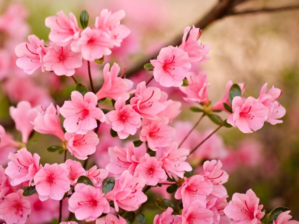 Beautiful Pink Flower Wallpapers Top Free Beautiful Pink Flower