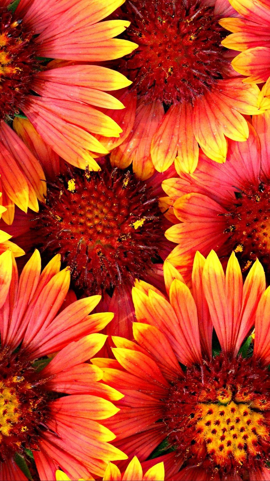Red and Yellow Flowers Wallpapers Top Free Red and Yellow Flowers