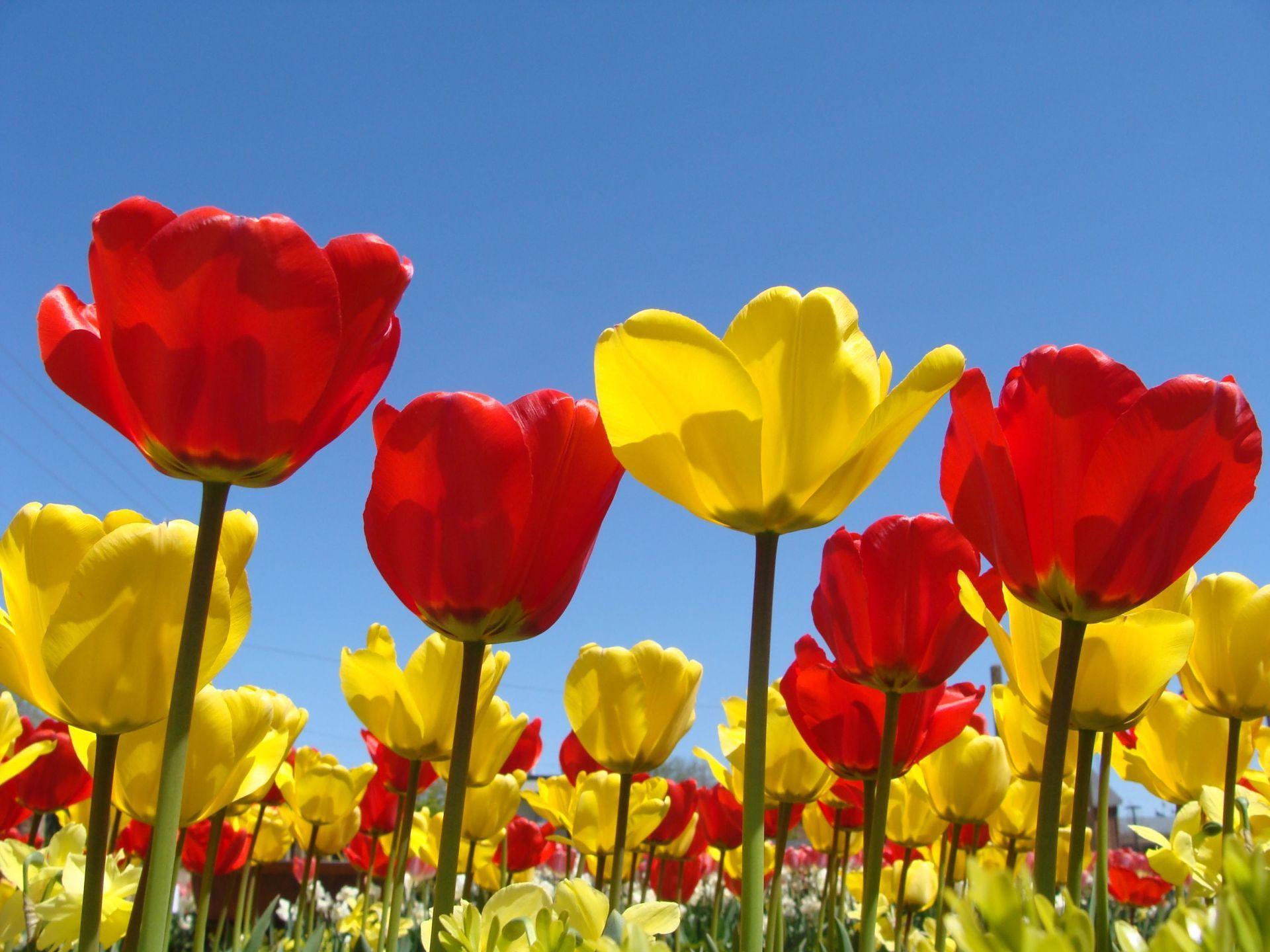 Red and Yellow Flowers Wallpapers Top Free Red and Yellow Flowers