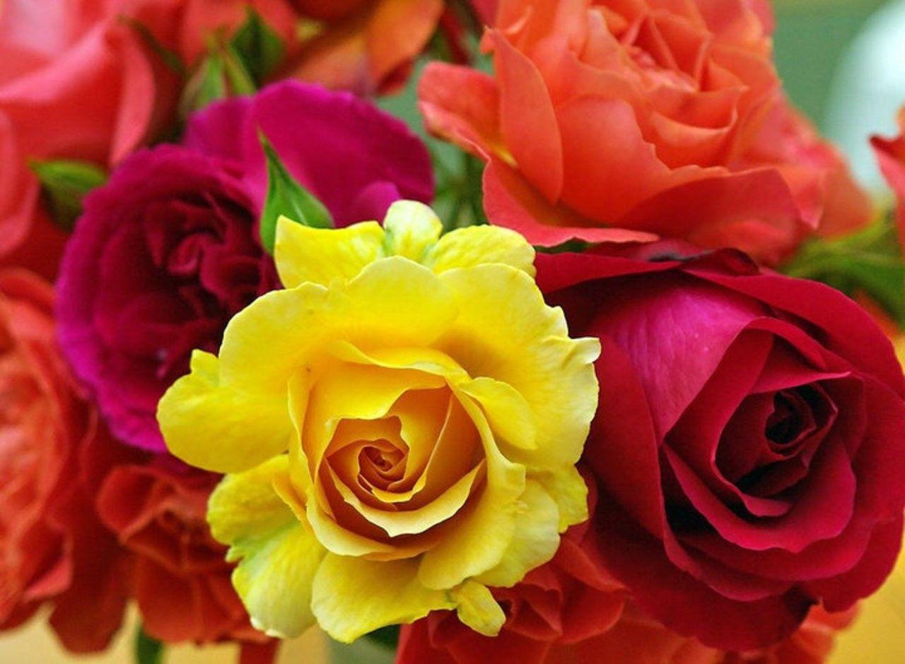 Red and Yellow Flowers Wallpapers Top Free Red and Yellow Flowers