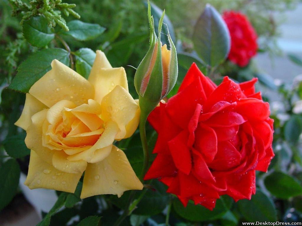 Red and Yellow Flowers Wallpapers Top Free Red and Yellow Flowers