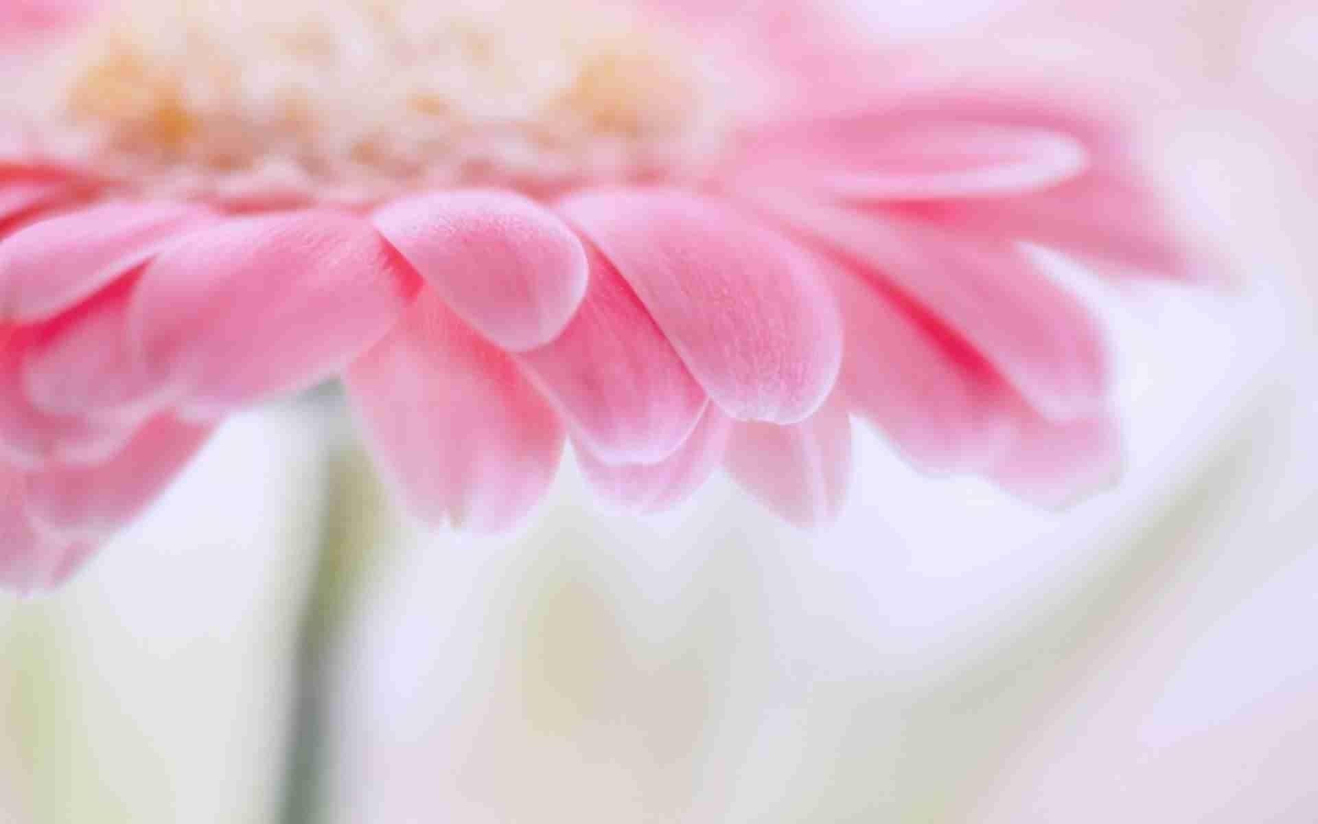 Pastel Pink Flower Wallpapers Top Free Pastel Pink Flower Backgrounds WallpaperAccess