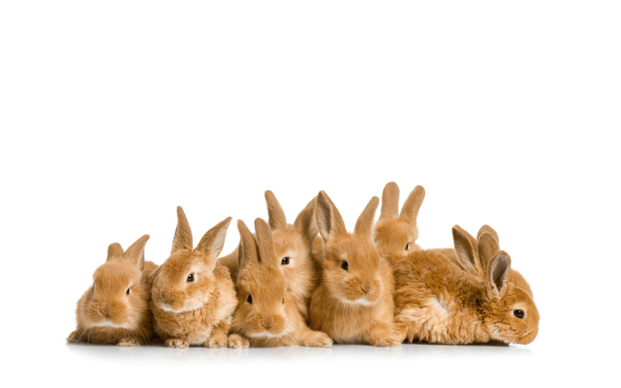 Cute Bunny Rabbits Wallpapers Top Free Cute Bunny Rabbits Backgrounds
